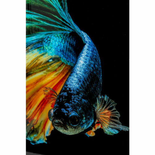 Glass Picture Aqua Queen Fish 100x100cm - 53084